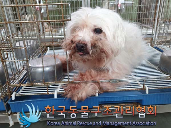 종료(안락사) 말티…